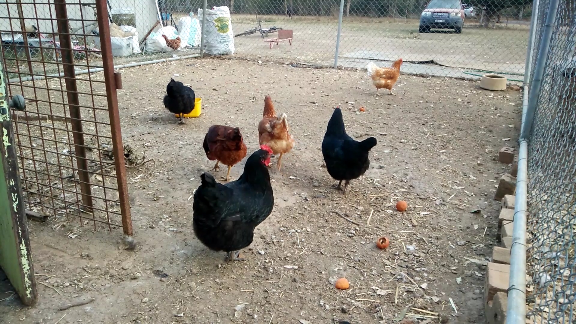 Chickens