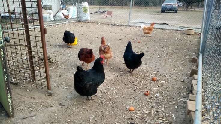Chickens